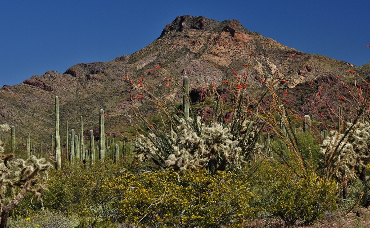 the desert floor
